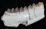 Oligocene Ruminant (Leptomeryx) Jaw Section #10572-1